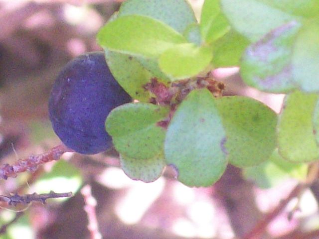 arbusto sempreverde da determinare